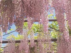 -嘉定紫藤园