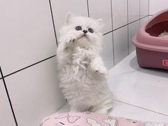 -1013 PET SHOP精品宠物商店(丁香店)