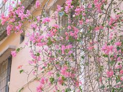 -深圳市中科院仙湖植物园