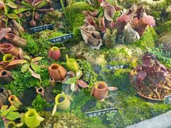 -国家植物园南园