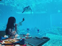 -海棠湾洲际-涛·海底餐厅·美人鱼·自助餐·海底隧道