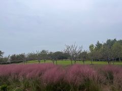 -贡湖湾湿地公园