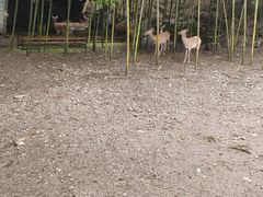 -鹿院坪生态旅游景区