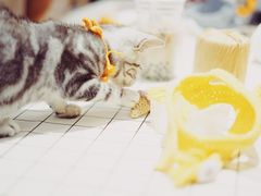 -Pets First伊珊娜洗护·精致美容·家庭式寄养(新会路店)