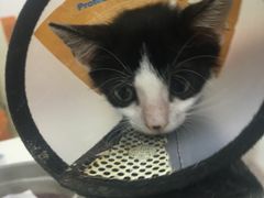 -创凡宠物医院·骨专科  猫科中心(西乡分院)