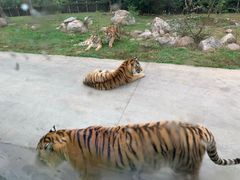 -西安秦岭野生动物园
