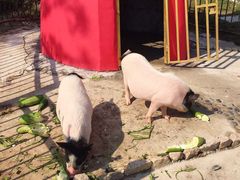 -上海滴水湖皇冠假日酒店