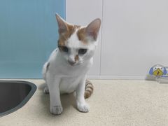 -莘程宠物医院(金山店)