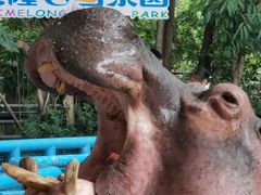 -广州长隆飞鸟乐园