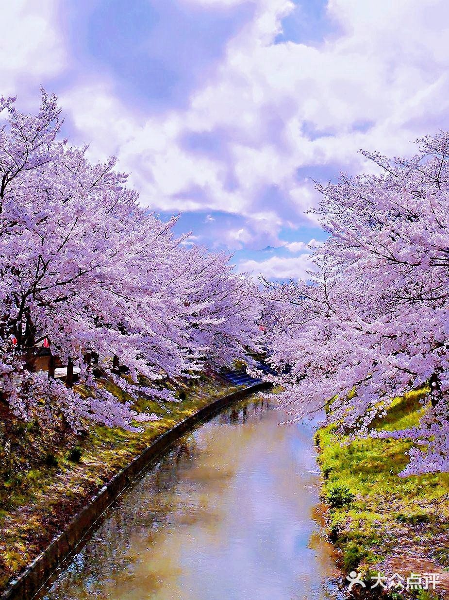 日本最美的地方樱花图片