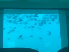 -亚龙湾海底世界