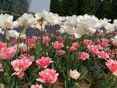 -石家庄市植物园