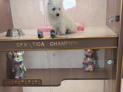 -翊宠yipet猫狗购宠庄园