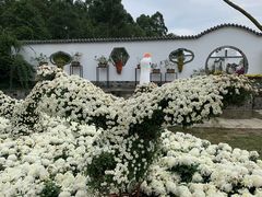 -都江堰玫瑰花溪谷