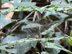 -西双版纳原始森林公园