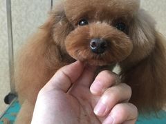 -优缇多格专业宠物美容师培训学校