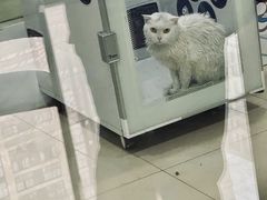 -诺比宠物医院心脏内科·泌尿肾内外科·骨科急重症