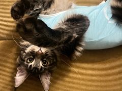-纳吉亚猫专科动物医院·北北分院