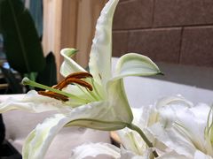 -藏猫猫咖啡主题馆(中央大道店)