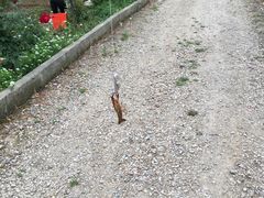 -同銮特种养殖场·龙虾垂钓