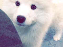 -翊宠yipet猫狗购宠庄园犬舍•猫舍