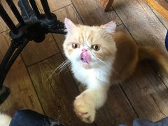 -more than meow吴止猫主题餐厅(承德 中船汇店)