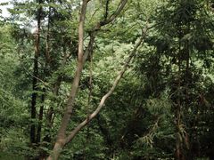 -素山寺森林公园