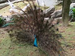 -泉州海丝野生动物世界