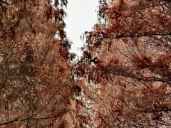 -黄海国家森林公园