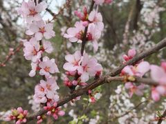 -黑龙江省森林植物园