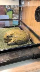 点击看大图 -卡通尼·Safari非洲探索乐园·生日会(金桥国际商业广场店)