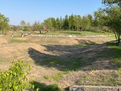 -莱阳濯村樱花园