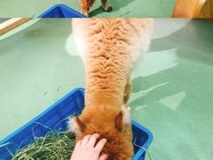 -藦茜花园宠物主题亲子互动体验馆(国顺东路店)