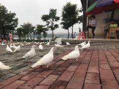 -飞来湖湿地公园