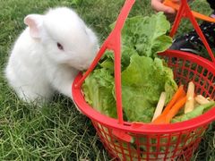 -前小桔亲子创意农场·草莓采摘·露营烧烤