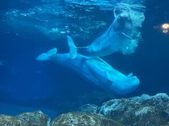 -珠海长隆海洋王国
