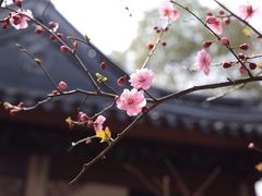 -香雪海