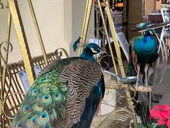 -西双版纳融创皇冠假日度假酒店