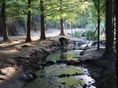 -白水寺森林公园