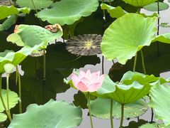 -荔湾湖公园