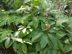 -中国科学院西双版纳热带植物园