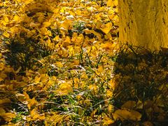 -西北湖绿化广场