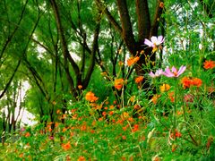 -永定河休闲森林公园