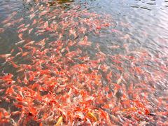 -长春市南湖公园