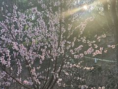 -杭州半山国家森林公园