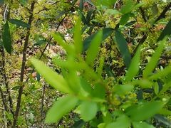 -木兰云雾山