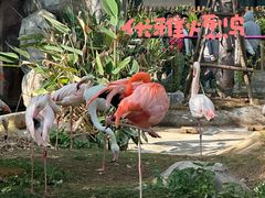 -灵玲国际马戏城