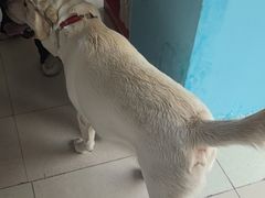 -瑞派福兴宠物医院犬猫全科·骨科·中西医结合(河东店)