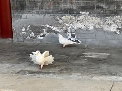 -潭柘寺景区