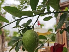 -柠檬花院烤肉·会议团建·聚会·求婚(三圣乡店)
